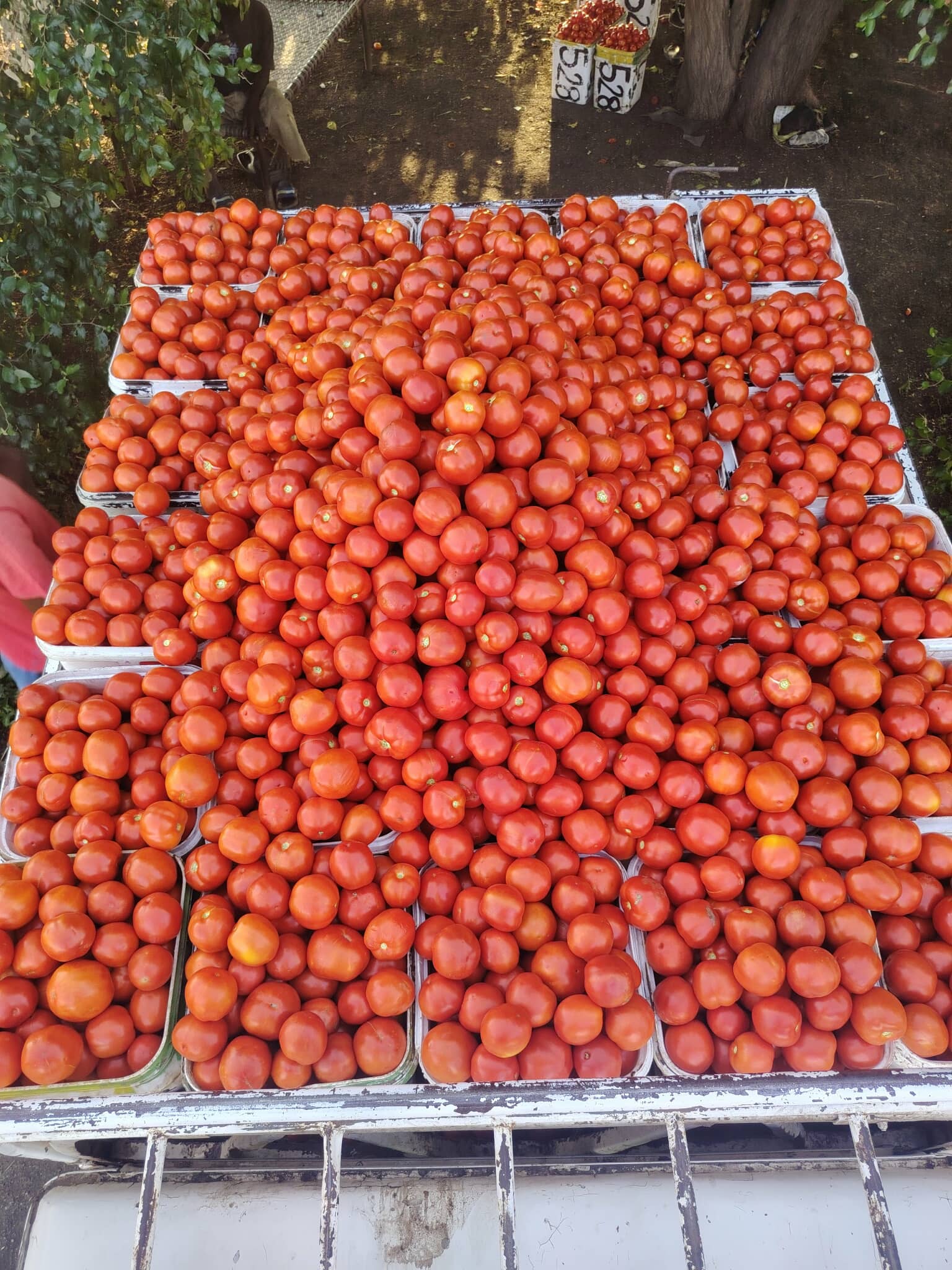 كمية طماطم جنا في الحصاد